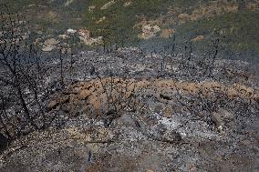 Wildfire in Algeria