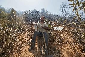 Wildfire in Algeria