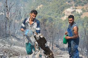 Wildfire in Algeria