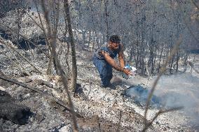 Wildfire in Algeria