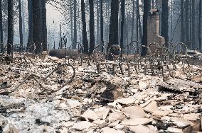 Caldor Fire Destroys Nearly All Homes In Grizzly Flats - California