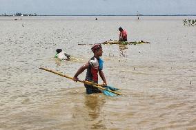 Inhabitants Of The Roumar Fish During High Tide - Bangladesh