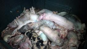 French Animal Rights Groups Denounce Pig Breeding