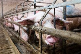 French Animal Rights Groups Denounce Pig Breeding