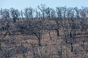 Southern France wildfire aftermath