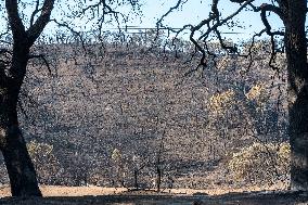 Southern France wildfire aftermath