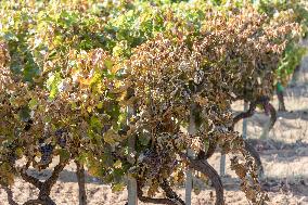 Southern France wildfire aftermath