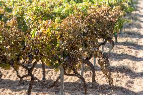 Southern France wildfire aftermath