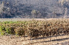 Southern France wildfire aftermath