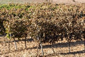 Southern France wildfire aftermath