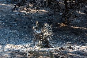 Southern France wildfire aftermath