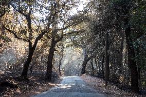 Southern France wildfire aftermath