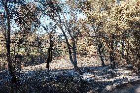 Southern France wildfire aftermath