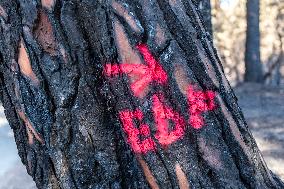 Southern France wildfire aftermath