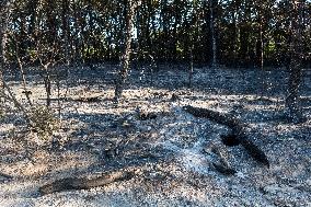 Southern France wildfire aftermath