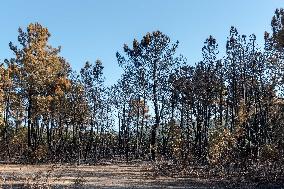 Southern France wildfire aftermath