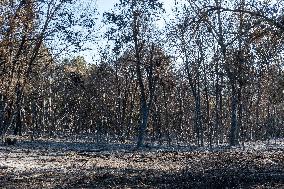 Southern France wildfire aftermath