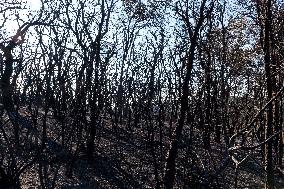 Southern France wildfire aftermath