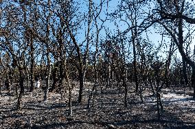 Southern France wildfire aftermath