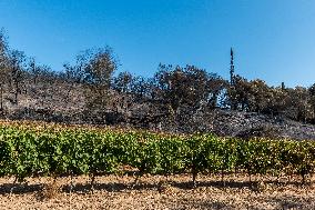 Southern France wildfire aftermath