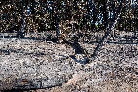 Southern France wildfire aftermath