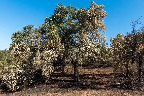 Southern France wildfire aftermath
