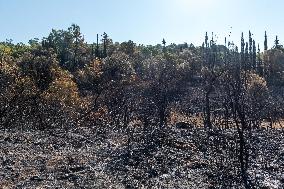 Southern France wildfire aftermath