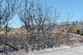 Southern France wildfire aftermath