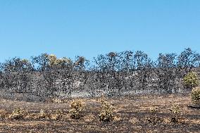 Southern France wildfire aftermath