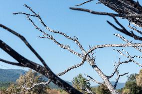 Southern France wildfire aftermath
