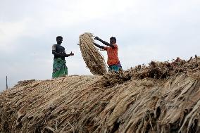 Women Harvest Jute In This Season Of The Year