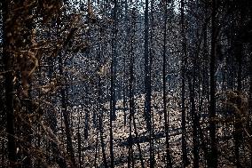 White Rock Lake Wildfire Aftermath - Canada