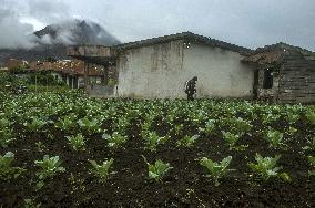 Agricultural working continue in abandoned Gamber village