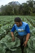 Agricultural working continue in abandoned Gamber village