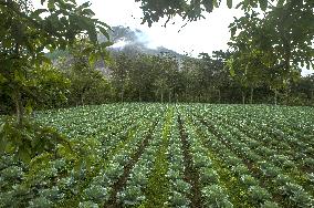 Agricultural working continue in abandoned Gamber village