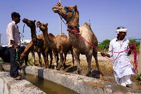 Camel Trading in India