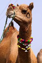 Camel Trading in India