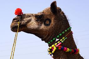 Camel Trading in India