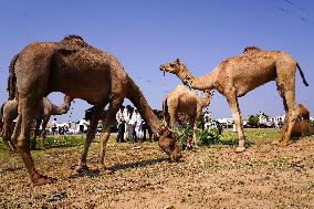 Camel Trading in India