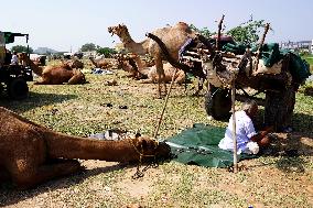 Camel Trading in India