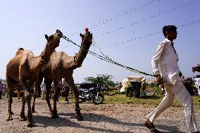 Camel Trading in India