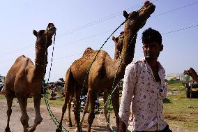 Camel Trading in India