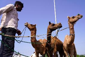 Camel Trading in India