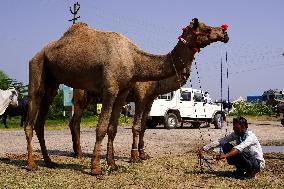 Camel Trading in India