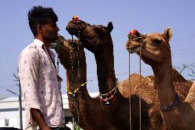 Camel Trading in India