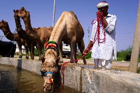 Camel Trading in India