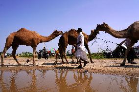 Camel Trading in India