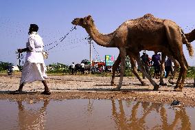 Camel Trading in India