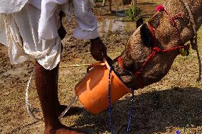 Camel Trading in India