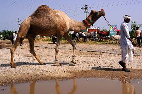 Camel Trading in India